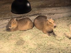 -Zoolung Zoolung动物主题公园(海信广场店)