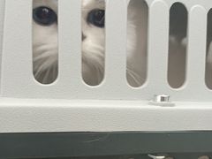 -安安宠医宠物医院·异宠·犬猫内科(岳阳分院)