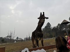 -黄龙溪欢乐田园