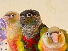 抹茶奶绿-吉丁鸟咖·异宠·寄养