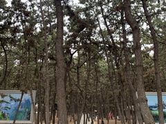-林海公园