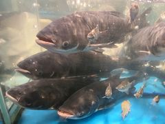 -丹江渔村(首都机场店)