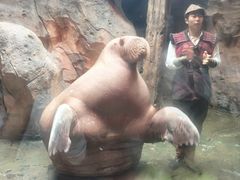 -哈尔滨波塞冬海底世界