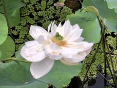 -荷塘月色湿地公园·向阳花洲