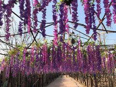 -呀路古热带植物园
