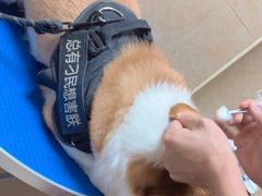 -佳雯宠物医院·皮肤科·内外科(春晓路分院)