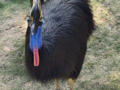 -西霞口神雕山野生动物世界