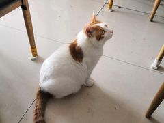 -平行世界·猫咖(首经贸店)