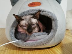 -李小姐の猫咖啡馆(五角场店)