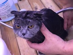 -喵百万·布偶·蓝金金渐层英短·猫舍(百子湾店)