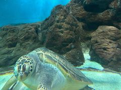 -上海海洋水族馆