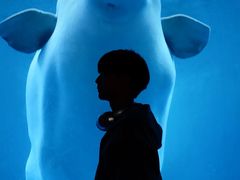 -海合安成都极地海洋公园