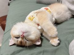 -东方名猫馆·英短金渐层布偶猫舍(环线广场1号楼店)