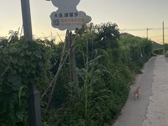 -老袁家蜜桃农场·阳山水蜜桃