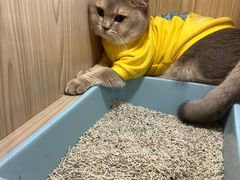 -屋虎猫馆(宝安大仟里店)