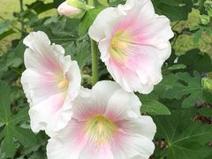 -星巴克(苏州建屋店)