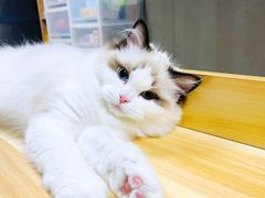 -momokira米努特·德文卷毛猫·棉花面纱犬