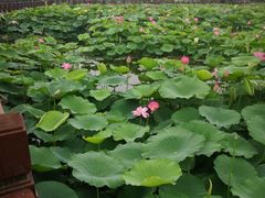 -荷塘月色湿地公园·向阳花洲