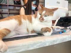 -瑞派申生动物医院·24H夜诊·国际动物医疗中心·骨外科(吴中路店)