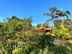 -深圳仙湖植物园