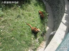 秦岭动物-西安秦岭野生动物园