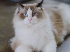 -喵屿·大理花园猫咖