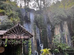-西双版纳原始森林公园