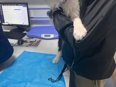 -泰康动物医院·猫科中心·外科中心(塘沽店)