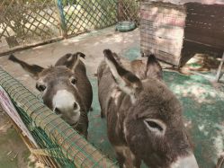 -萌宠亲子动物乐园(槐房万达店)