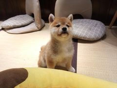 -逗柴咖啡屋·狗咖猫咖宠物桌游