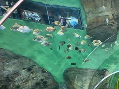 -上海海洋水族馆