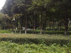 -重庆彩云湖湿地公园