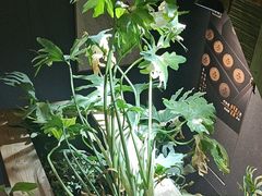-邈墨茶馆(大兜路1号店)