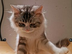 -飞行喵MR PILOT|猫舍·猫咖(静安大融城店)