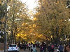 -三里屯东五街银杏大道