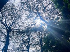 -铁山坪森林公园