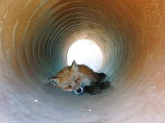 -宫城藏王狐狸村