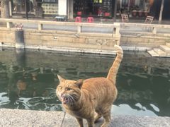 -黎里古镇