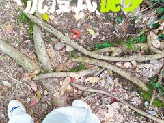 -上海佘山国家森林公园天马山园