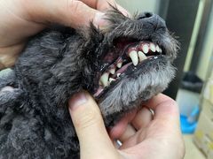 -创凡宠物医院·骨专科  猫科中心(西乡分院)