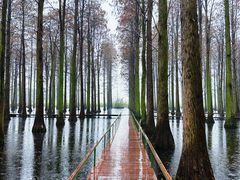 -渌洋湖湿地公园