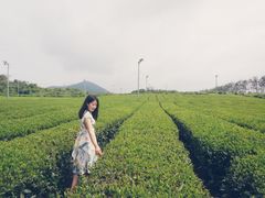 -雪绿茶博物馆