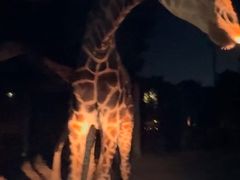-清迈夜间动物园