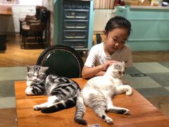 -猫小院猫主题餐厅(三里屯店)