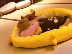 -逗柴咖啡屋·狗咖猫咖宠物桌游
