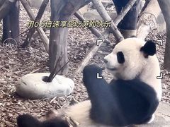 -成都大熊猫繁育研究基地