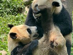 -中国大熊猫保护研究中心雅安碧峰峡基地