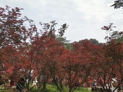 -广州市帽峰山景区