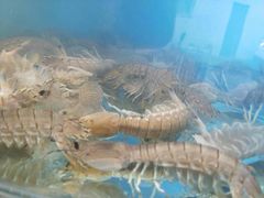 -晓伟海鲜家常菜