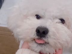 -萌宠之家·腊肠犬·马尔泰·小体犬舍